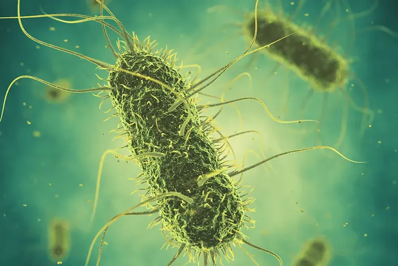 risk-assessment-of-salmonella-in-food